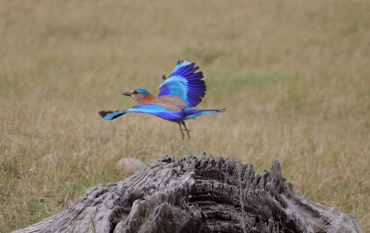 Bird watching tour in Corbett